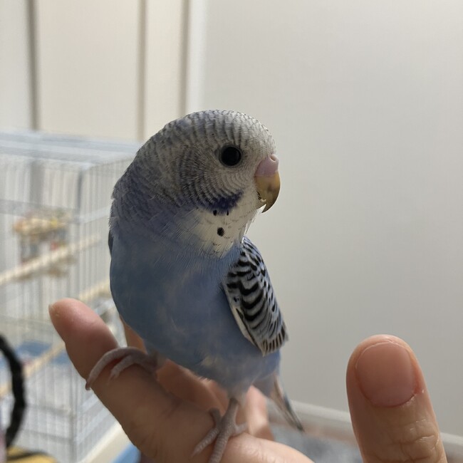 きゅいちゃんのママのカバー写真