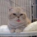 ご飯と遊びが大好きスコティッシュ