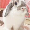 2歳、ホーランドロップのメイちゃん サムネイル1