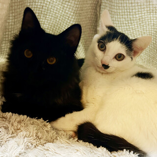 【1/28芝浦】面白可愛い★心優しきハンス王子