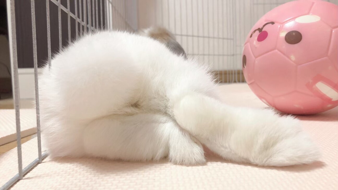 2歳、ホーランドロップのメイちゃん サムネイル4