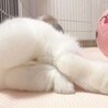 2歳、ホーランドロップのメイちゃん サムネイル4