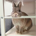 人懐こいネザーランドうさぎ