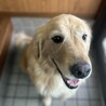 はる＊ゴールデンレトリバー サムネイル2