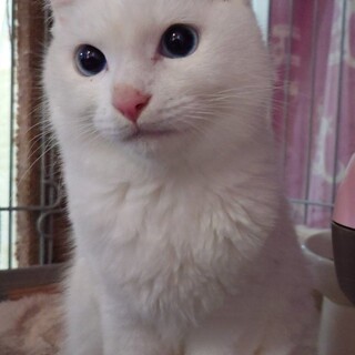 スリスリ♫ゴロゴロ♫ブルーアイ♫くうちゃん