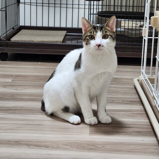 超怖がりな美猫くん水玉模様です、兄弟