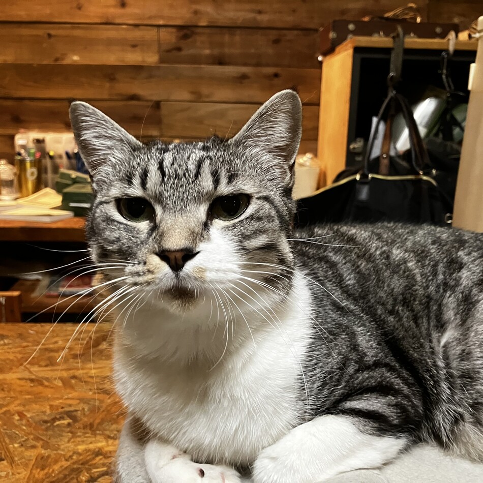 ビビのカバー写真