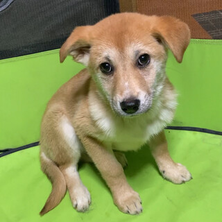 保健所からレスキュー！　優しいナズナちゃん