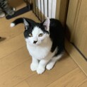 猫好き人好きご飯好き　元気男の子　家族探してます
