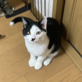 猫好き人好きご飯好き　元気男の子　家族探してます