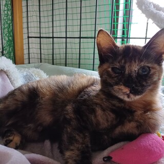 美人サビ猫ちゃん