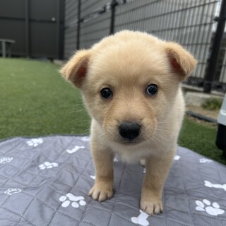 よちよちの赤ちゃんです」東京都 - 犬の里親募集(481688) :: ペットの