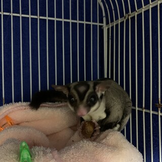 フクロモモンガ