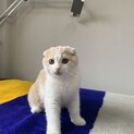 スコティッシュフォールドオス4ヶ月で優しい子です。