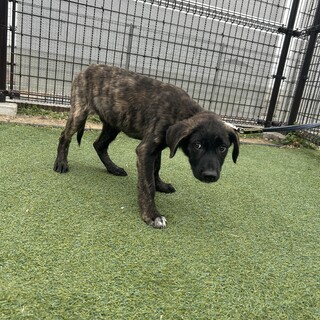 25kg超えの大型犬予想