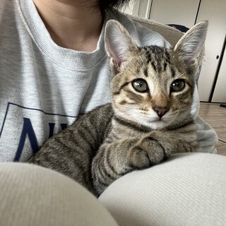 【キジトラ兄弟】甘えん坊猫ちゃん
