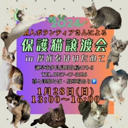 保護猫譲渡会 in 厚底をはいたねこ