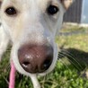 多頭飼育崩壊から。小さめの女の子