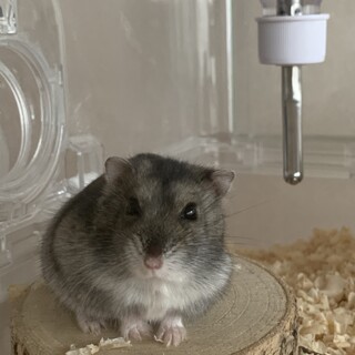 ジャンガリアンハムスターの里親を探しています