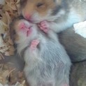 Gハムスターの赤ちゃん 