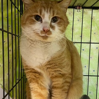 茶白　男の子　推定3歳