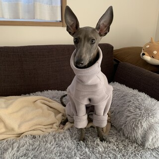 元気なイタグレの女の子ネルちゃん