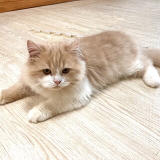 急遽、里親募集中です！(募集一時中断)