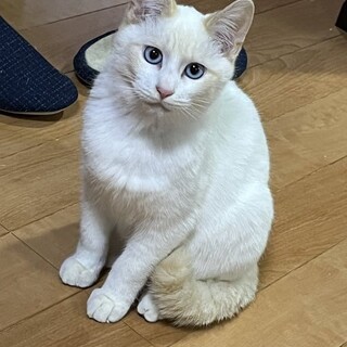 なでなで大好き甘えん坊おもちくん。