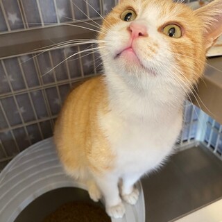 超絶甘ったれな男の子　キンタロウ君