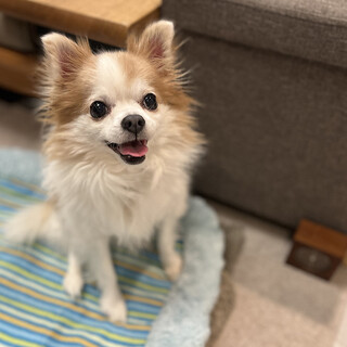 【飼育放棄から保護】チワワのウジンくん♫