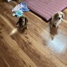ラッキーくんと共に