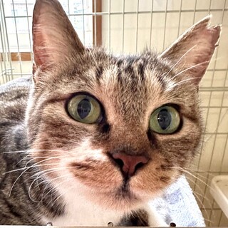 あまあまスリゴロキジ白の　なずなちゃん