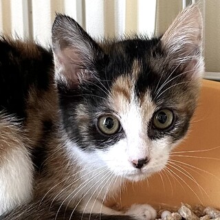 ちょっとビビリな甘えんぼ　れなちゃん