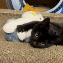 [トライアル中につき里親募集停止中]