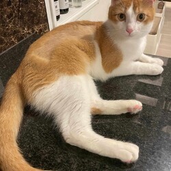 in江南市☆全部で30匹～2会場で子猫もいる大祭り！2024年1月28日（日）～ちーむ にゃいんず