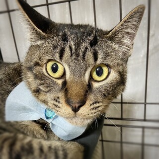 イケメンで綺麗なキジトラ メロくん