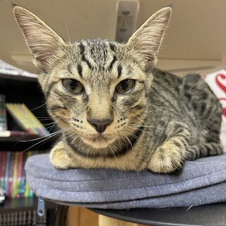 【３歳♂】 人口哺乳　べた慣れ　みどうくん