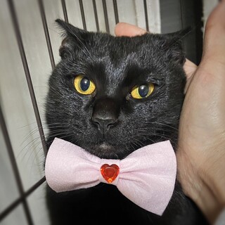 ちょっと不器用なところが可愛い黒猫 あんこ君