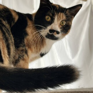 女子なのにお髭がある三毛猫チャップリン♪