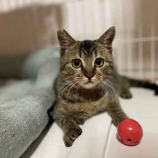 ぬいぐるみっぽい可愛いキジトラちゃん！