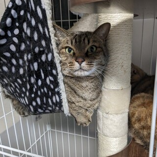 F18 キジ猫の福くん