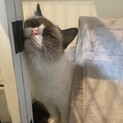 シャム猫雑種？ラグドールかも？