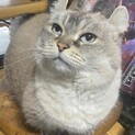 優しくておっとり穏やか。甘えん坊のみはねちゃん