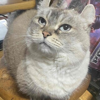 優しくておっとり穏やか。甘えん坊のみはねちゃん