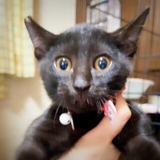 温厚で、物静かな性格の黒猫 モモくん