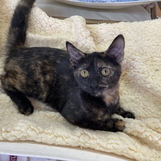 【三か月♀】ベッタベタ！魅惑のサビ　サロメちゃん