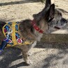お散歩中のぽこちゃ君