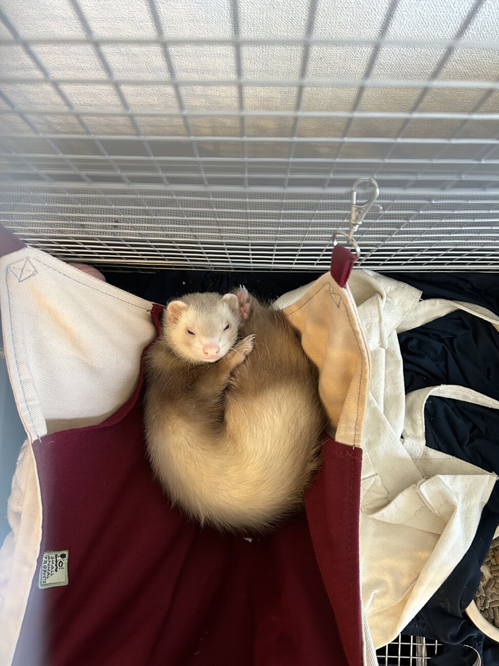 生後8ヶ月のとても元気な子です サムネイル2