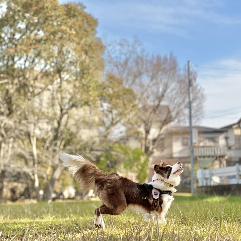 ルビーのカバー写真