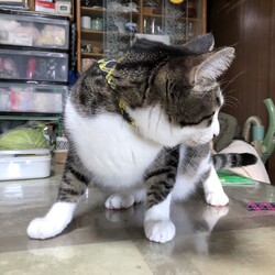 「首輪の変更」サムネイル2